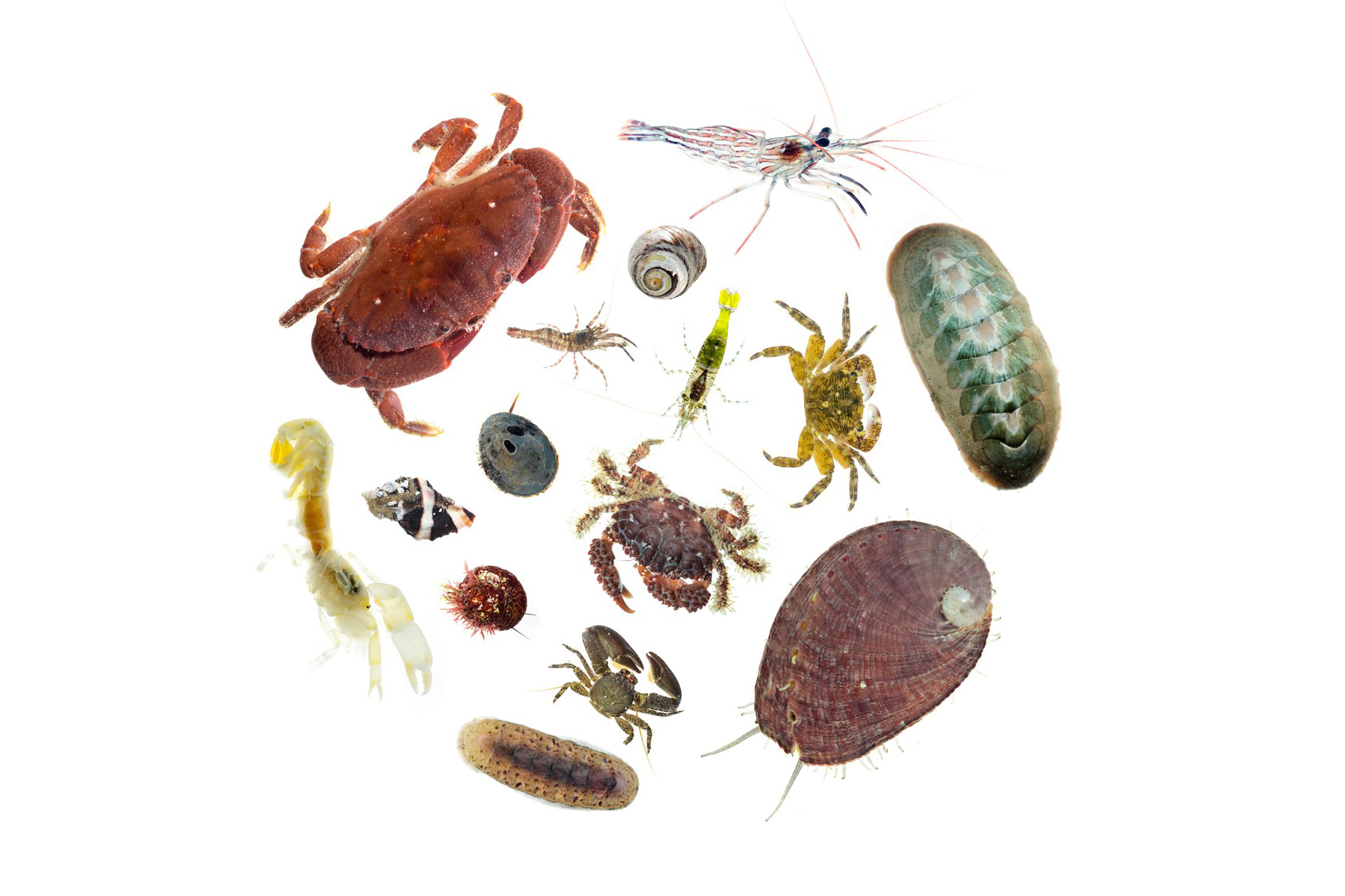 Collage of crabs, shrimp, snails, and chitons, each photographed against a white background. Each creature's form, color, and individuality shine through.